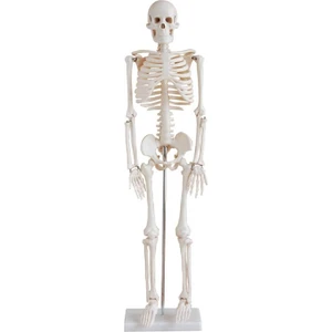 Medikal Market TR Insan Iskeleti Modeli 85 cm