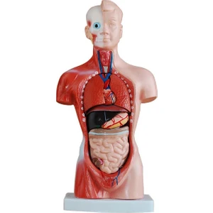 Medikal Market TR Insan Organ Maketi - Insan Anatomi Maketi, 26 cm - 15 Parçalı