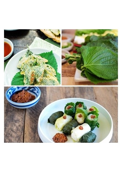 Perilla Yeşil Biftek Otu Tohumu Shiso Green