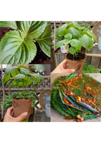 Perilla Yeşil Biftek Otu Tohumu Shiso Green