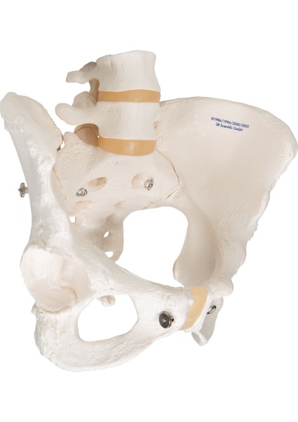 Medikal Market TR Kadın Pelvis Modeli - Kadın Pelvis Maketi (Hareketli)