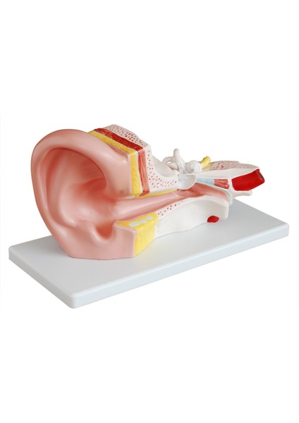 Medikal Market TR Kulak Modeli - Kulak Maketi