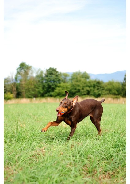 Ultra Ball Köpek Oyun Topu (Xxl Boy) indirimleri