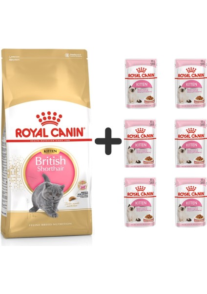 Kitten British Shorthair Yavru Kedi Maması 2 kg + 6 Adet Yaş Mama