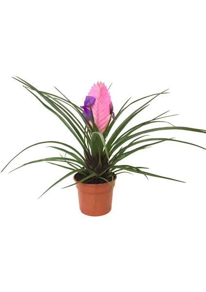 - Tillandsia Cyanea - Ev ve Ofis Bitkisi