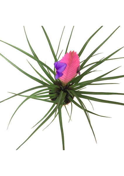 - Tillandsia Cyanea - Ev ve Ofis Bitkisi