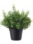 Yapay Bitki, Arapsaçı Çiçeği, 9 Cm, Fejka 1