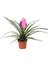 - Tillandsia Cyanea - Ev ve Ofis Bitkisi 1