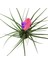 - Tillandsia Cyanea - Ev ve Ofis Bitkisi 2