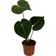 Betonish Anthurium Clarinervium