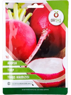 Turp Tohumu Kırmızı
