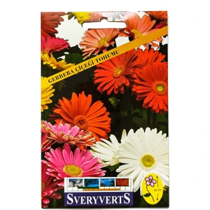 Gerbera Çiçeği Tohumu