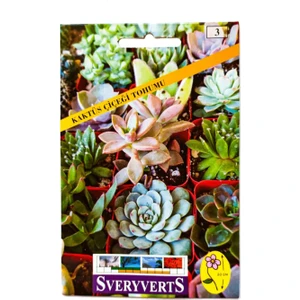 Sukulent Kaktüs Çiçeği Tohumu