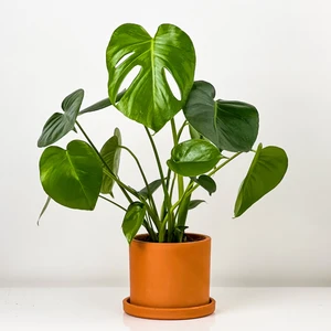 Fidan Burada Deve Tabanı Bitkisi- Monstera Deliciosa Ruby Terra Cotta Saksılı 30-40 cm