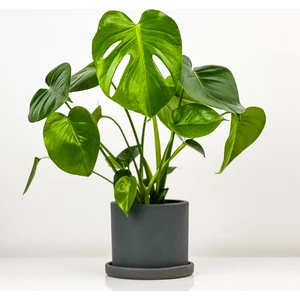 Fidan Burada Deve Tabanı Bitkisi- Monstera Deliciosa Ruby Antrasit  Saksılı 30-40 cm