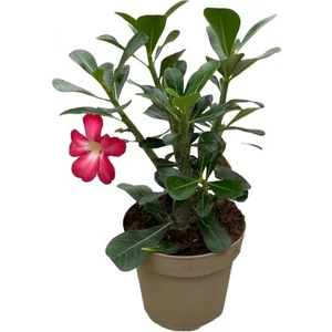 Çöl Gülü ( 20 cm)