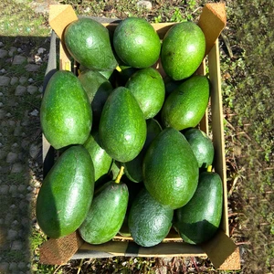 Alanya   Avokado 1 kg