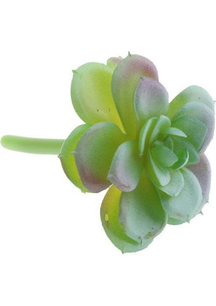 Ev Bahçesi Minyatür Succulents Bitki 3 Pc (Yurt Dışından)