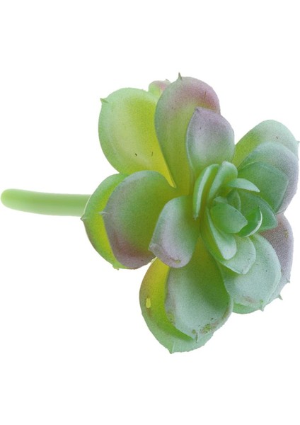 Ev Bahçesi Minyatür Succulents Bitki 3 Pc (Yurt Dışından)
