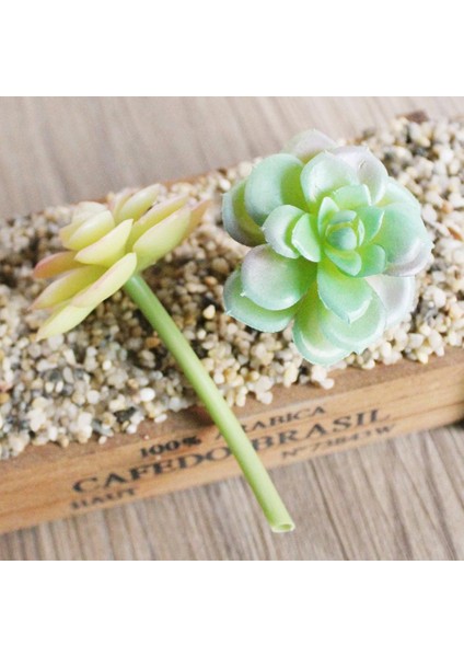 Ev Bahçesi Minyatür Succulents Bitki 3 Pc (Yurt Dışından)