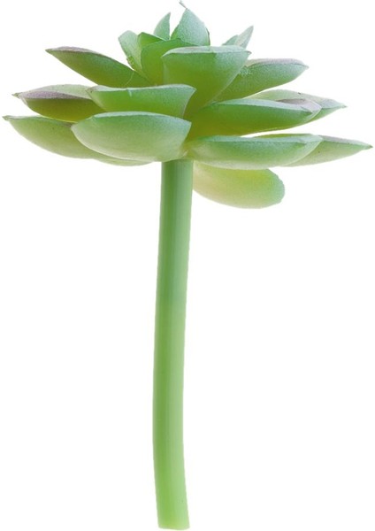 Ev Bahçesi Minyatür Succulents Bitki 3 Pc (Yurt Dışından)