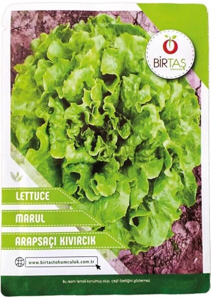 Marul (Arapsaçı) Tohumu