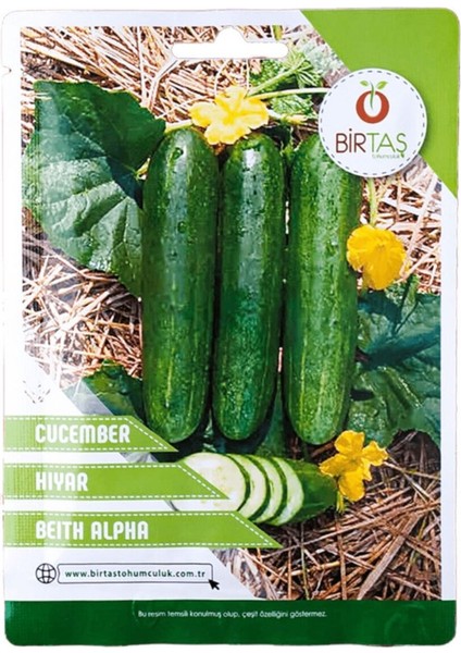 Salatalık (Beith Alpha) Tohumu