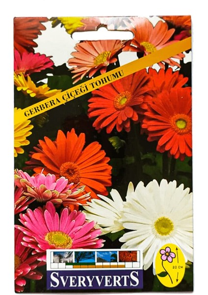 Gerbera Çiçeği Tohumu