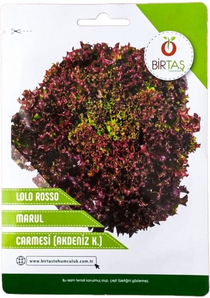 Marul Tohumu Akdeniz