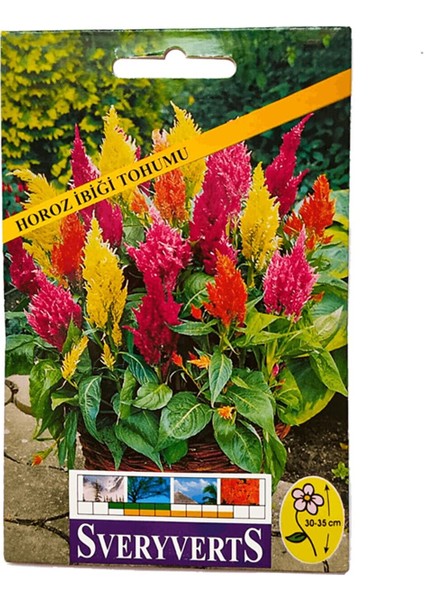 Horoz Ibiği Çiçeği Tohumu