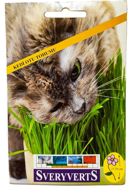 Kedi Otu Tohumu
