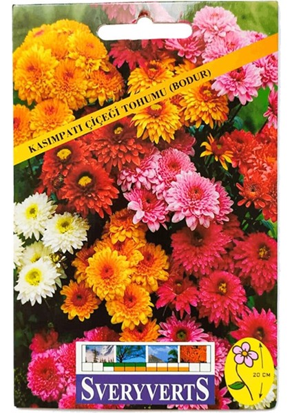 Bodur Kasımpatı Çiçeği Tohumu