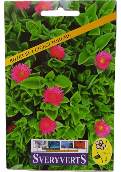 Rozet Buz Çiçeği Tohumu