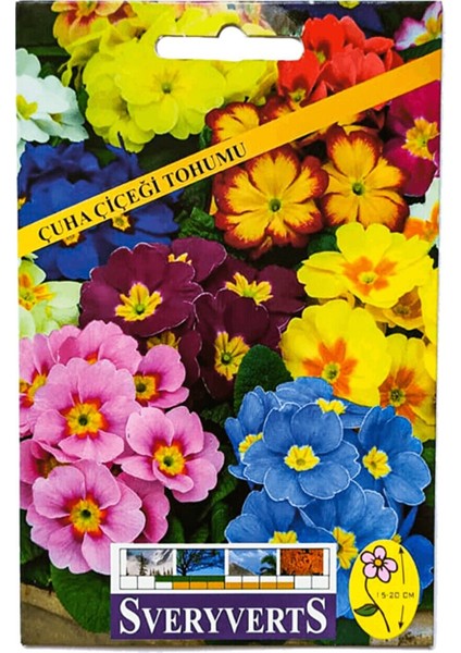 Çuha Çiçeği Tohumu