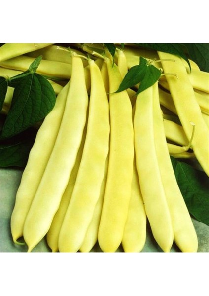 Turşuluk Oturak Fasulye Tohumu (Erbal) 500 gr