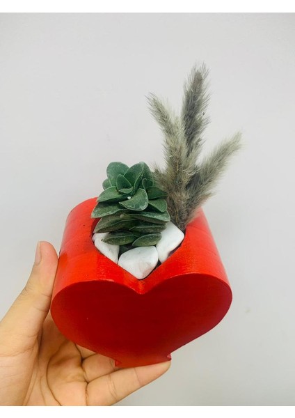 Kalp Saksı fiyatları