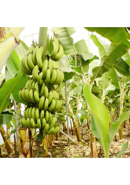 Alanya Doğal Muz 3 kg fiyatları