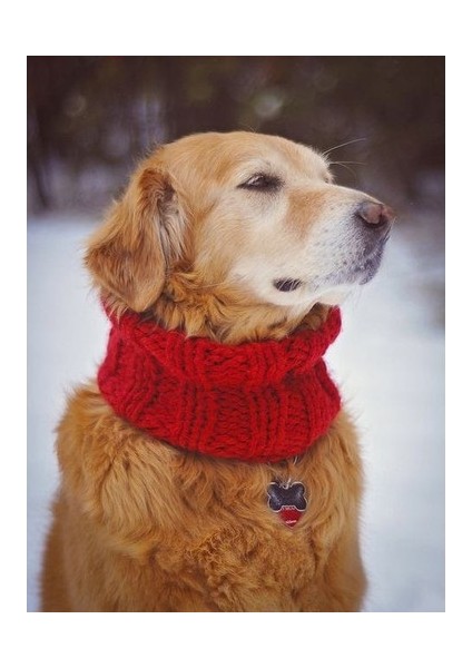 Viking Modası,kırmızı Köpek Boyunluk,atkı,tasma, Pet Fashion, El Örmesi,tasarım,trend Köpek Kıyafeti