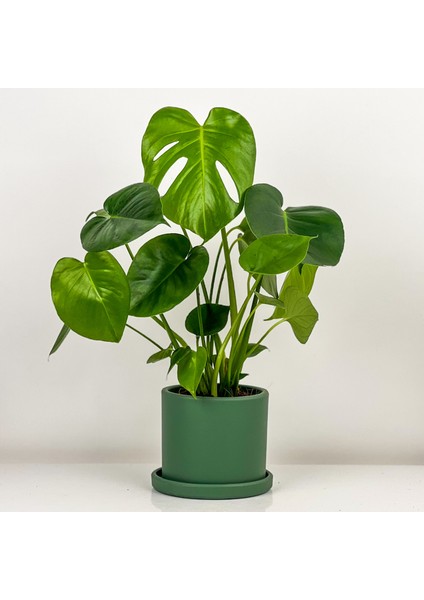 Deve Tabanı Bitkisi- Monstera Deliciosa Ruby Mint Yeşili Saksılı 30-40 cm