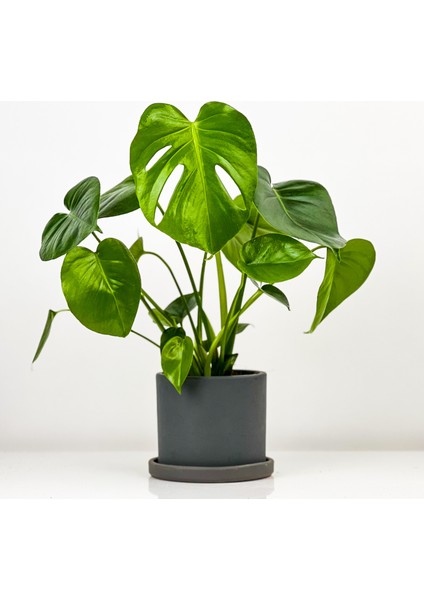 Deve Tabanı Bitkisi- Monstera Deliciosa Ruby Antrasit Saksılı 30-40 cm