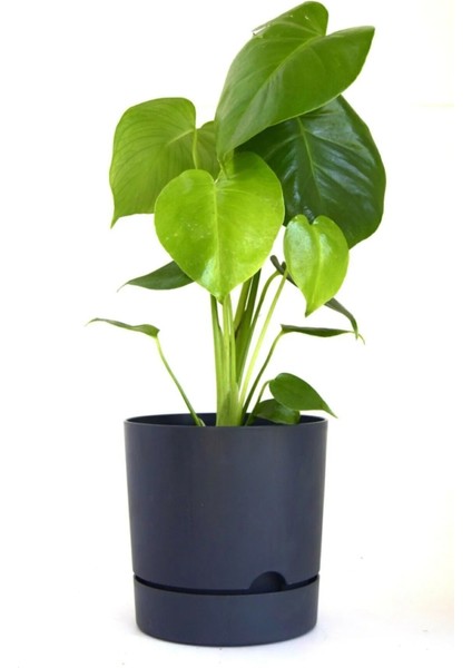 9 Litre Begonya Saksı 25cm Mat Plastik Drenajlı Tabaklı Çiçek Saksısı indirimleri