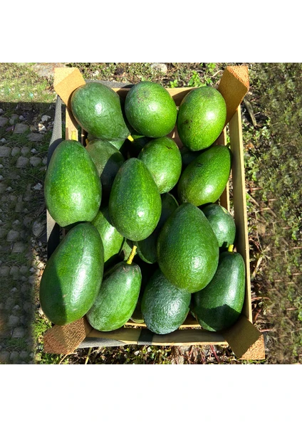 Alanya   Avokado 1 kg