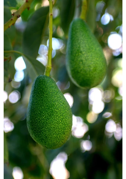 MYANAMUR 1 kg Avokado - Taze Hasat