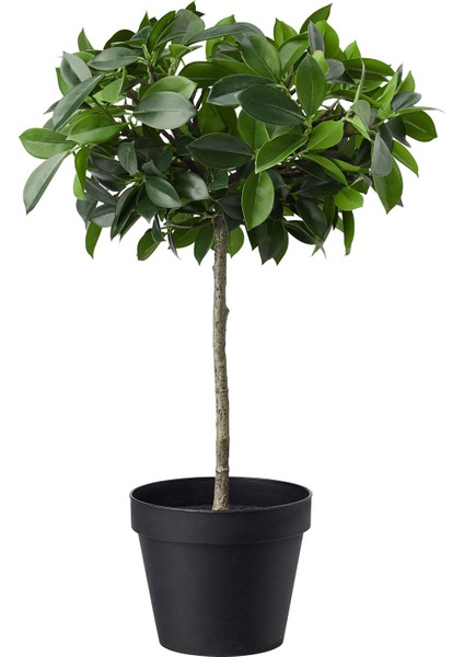 Yapay Bitki, Benjamin, 12 Cm, Fejka