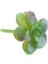 Ev Bahçesi Minyatür Succulents Bitki 3 Pc (Yurt Dışından) 2