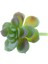 Ev Bahçesi Minyatür Succulents Bitki 3 Pc (Yurt Dışından) 3