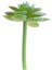 Ev Bahçesi Minyatür Succulents Bitki 3 Pc (Yurt Dışından) 5