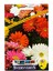 Gerbera Çiçeği Tohumu 1