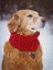 Viking Modası,kırmızı Köpek Boyunluk,atkı,tasma, Pet Fashion, El Örmesi,tasarım,trend Köpek Kıyafeti 1