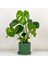 Deve Tabanı Bitkisi- Monstera Deliciosa Ruby Mint Yeşili Saksılı 30-40 cm 1